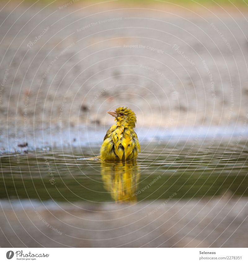 Badewasser Vogel baden Pfütze Wasser Schwimmen & Baden Außenaufnahme Farbfoto nass Tier Natur Reflexion & Spiegelung natürlich Umwelt Wildtier Tierporträt gelb