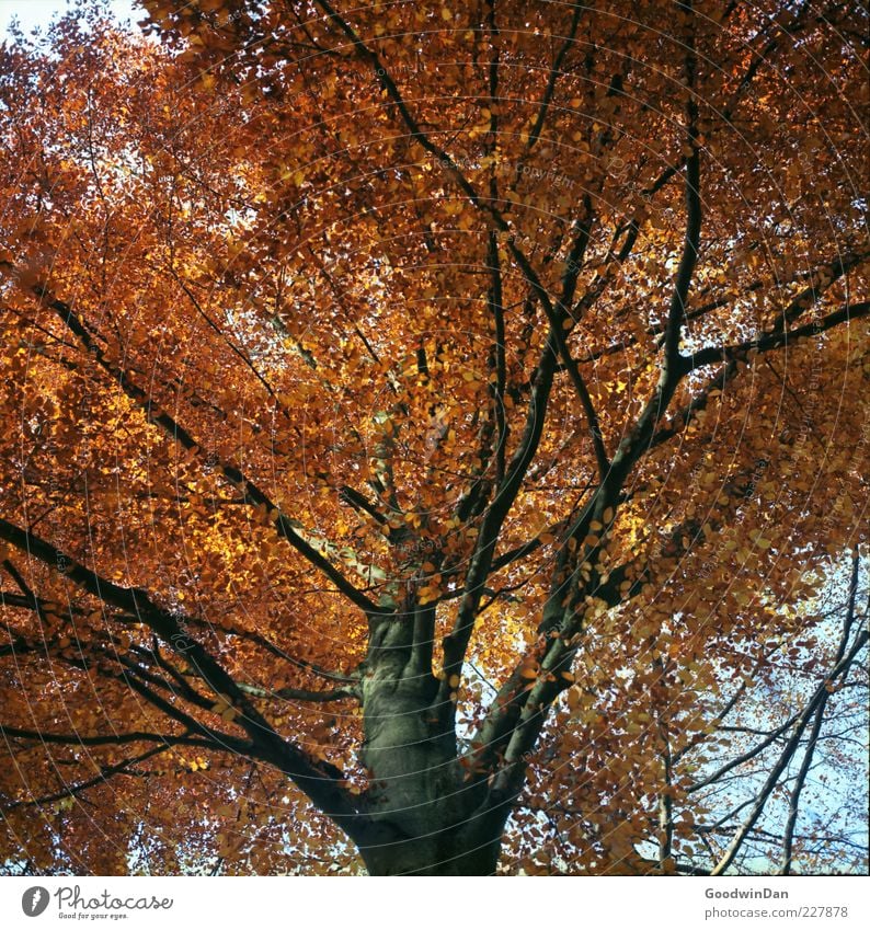 Das Ergebnis III Umwelt Natur Herbst Pflanze Baum alt authentisch gigantisch groß hell viele Farbfoto Außenaufnahme Tag Licht Schwache Tiefenschärfe