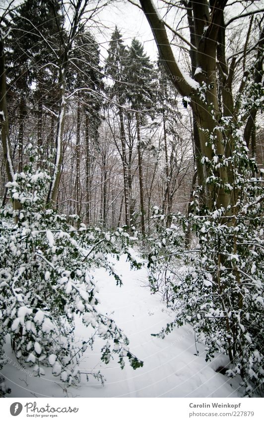 Snowgate. Natur Landschaft Pflanze Winter Klima Wetter Eis Frost Schnee Baum Sträucher Blatt Wald Hügel ästhetisch außergewöhnlich kalt braun grün weiß