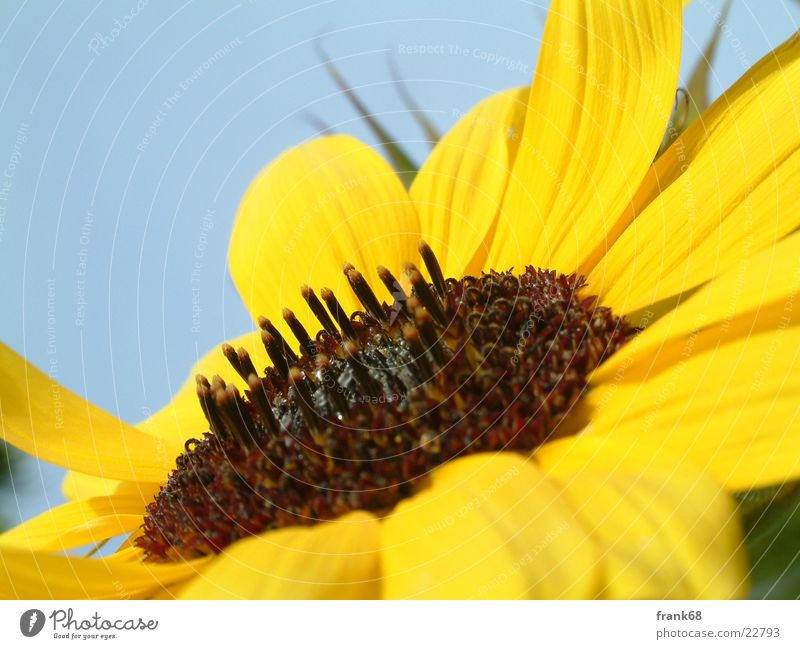 Sonneblume Sonnenblume Blume Wiese Pflanze