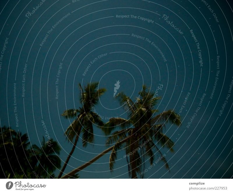 Fullmoon Schönes Wetter Pflanze Baum blau tropisch Palme Palmenwedel Stern Sternenhimmel Langzeitbelichtung Farbfoto Außenaufnahme Nacht Menschenleer