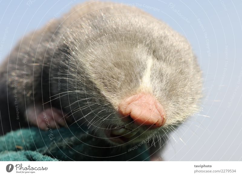 Nahaufnahme von kleiner Maulwurf Ratte Kopf schön Gesicht Familie & Verwandtschaft Zähne Natur Tier Wiese Pelzmantel niedlich wild braun grau grün Leberfleck