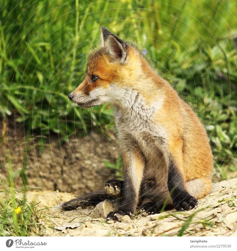 Nahaufnahme des jungen roten Fuchses schön Gesicht Baby Umwelt Natur Tier Gras Wald Pelzmantel Hund klein natürlich niedlich wild braun grün Farbe pelzig