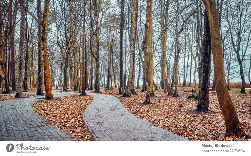 Park Weg wite blattlose Bäume, cinematic Blickbild. Umwelt Natur Landschaft Herbst Winter Baum Traurigkeit Stimmung Trauer Dekadenz Endzeitstimmung Idee