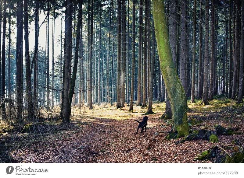 woodsdog Ausflug Natur Landschaft Schönes Wetter Baum Wald Haustier Hund authentisch dunkel natürlich schön Einsamkeit Wege & Pfade Farbfoto Außenaufnahme