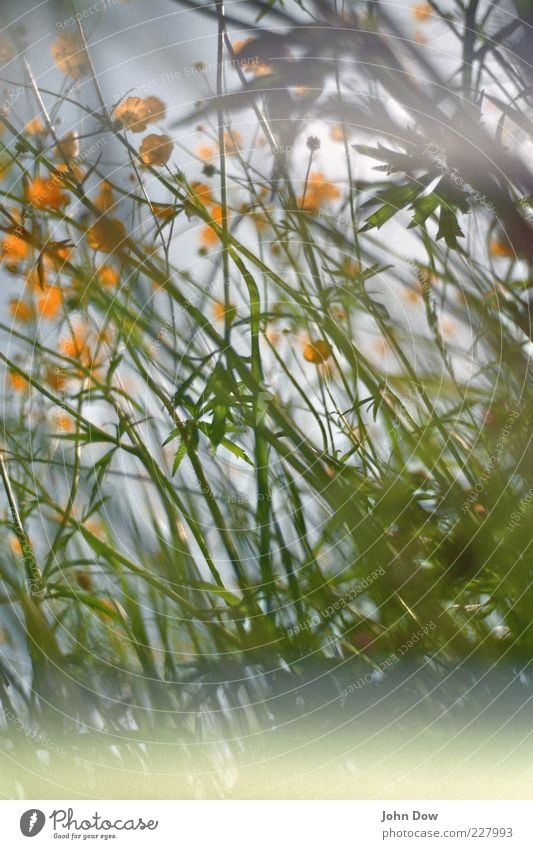 durcheinander Frühling Sommer Pflanze Blume Gras Wiese grün Surrealismus chaotisch Hahnenfuß Sommerblumen Blumenwiese Lomografie analog Unschärfe gelb
