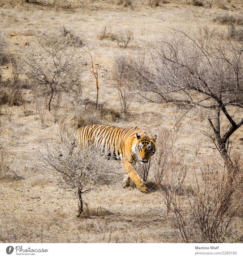 Tiger im Quadrat Landschaft Tier Wildtier 1 beobachten bedrohlich braun Natur Asien Bengal Tiger Indien Rajasthan Rathambore Nationalpark Steppe Tarnung