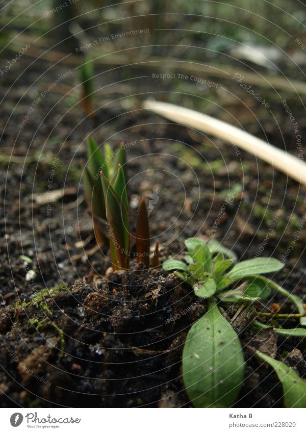 Pflanze an Pflanze an Pflanze... Erde Frühling Blume Moos Blatt Tulpe Vergißmeinnicht Garten Beet Sand Duft Wachstum frisch klein weich braun grün schwarz