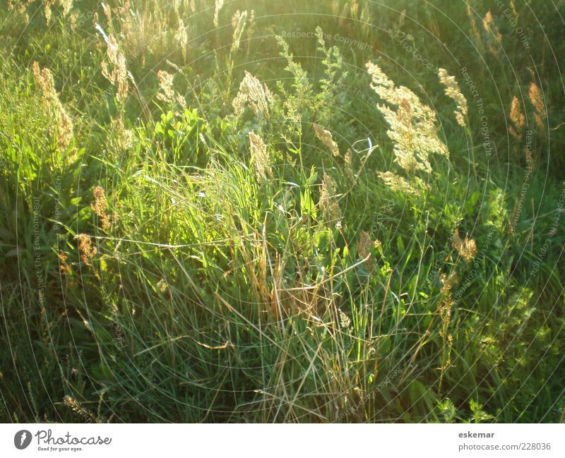 Sommerwiese Natur Sonnenlicht Wind Pflanze Gras Wiese authentisch natürlich grün Umwelt sommerlich Pollen wild Farbfoto Außenaufnahme Menschenleer Abend
