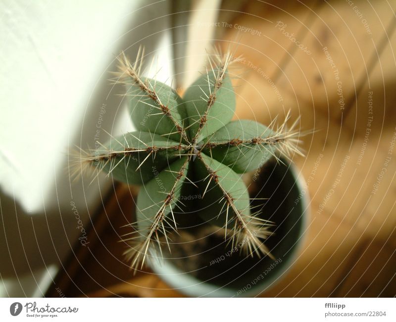 kaktus Kaktus Stern (Symbol) grün Pflanze Makroaufnahme Nahaufnahme Vogelperspektive