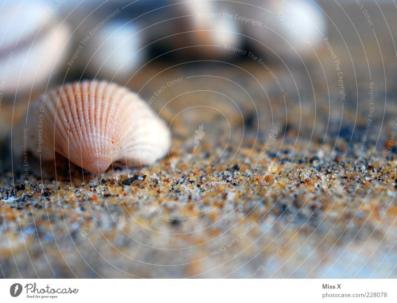 Muschelchen Strand klein Muschelschale Sand Sandstrand Herzmuschel Farbfoto Außenaufnahme Nahaufnahme Menschenleer Textfreiraum unten Schwache Tiefenschärfe