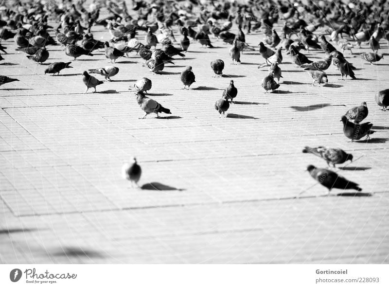 Taksim-Platz Tier Wildtier Vogel Taube Flügel Schwarm Taksim Viertel Istanbul Türkei Schwarzweißfoto Außenaufnahme Textfreiraum unten Tag Licht Schatten