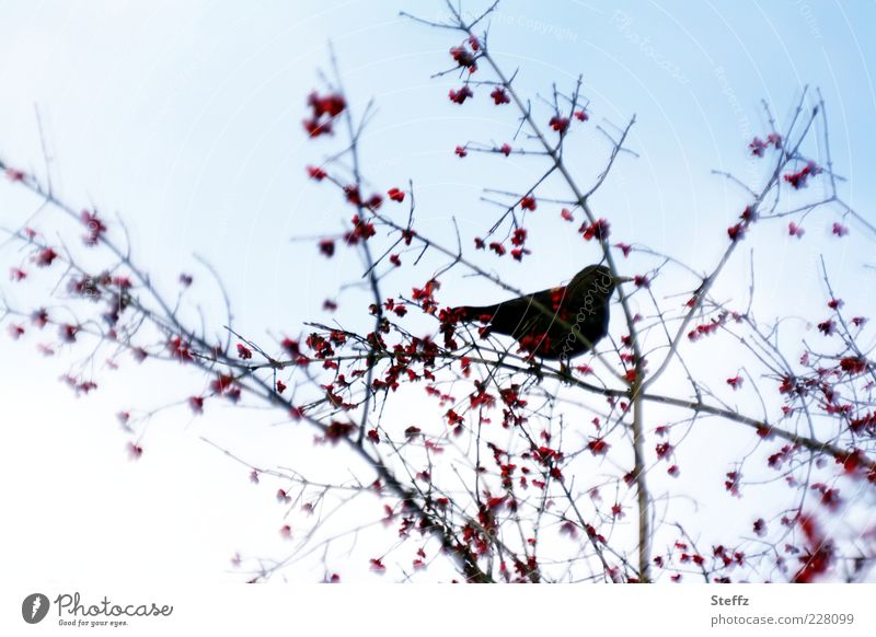 Amsel auf einem Zweig mit Vogelbeeren Amseln Silhouette heimisch Einsamkeit Vogelbeerbaum Vogelbeobachtung Vögel füttern Vogelfutter Stimmungsbild November