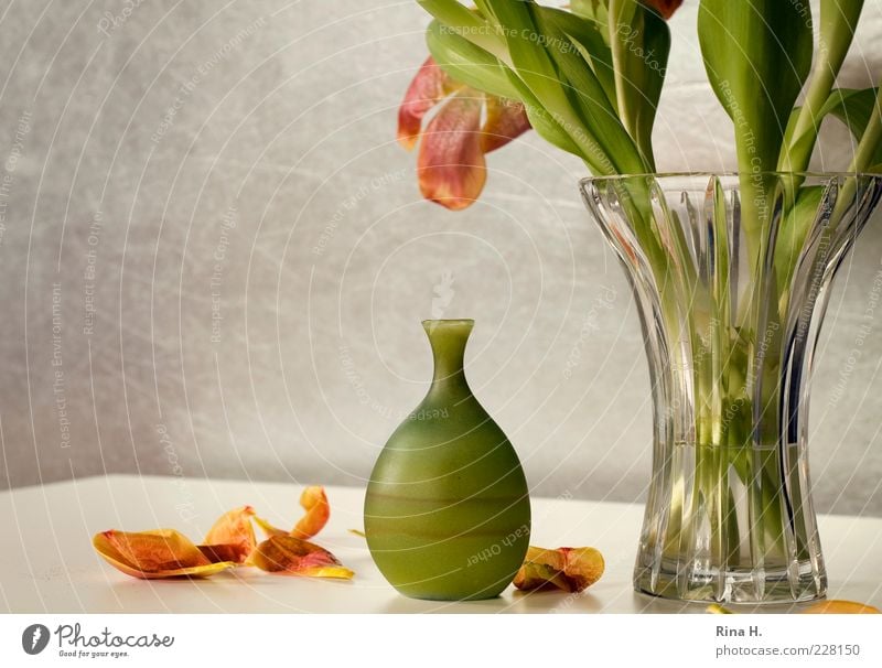 Still mit Tulpen Lifestyle Blume Vase verblüht gelb grün Vergänglichkeit Glasvase Blütenblatt Innenaufnahme Menschenleer Textfreiraum links Licht