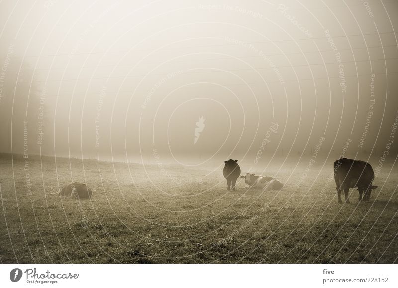 rumhängen Natur Herbst Wetter schlechtes Wetter Nebel Pflanze Wiese Kuh Tiergruppe kalt Stimmung Trägheit trist Gras Weide Müdigkeit stehen liegen Farbfoto