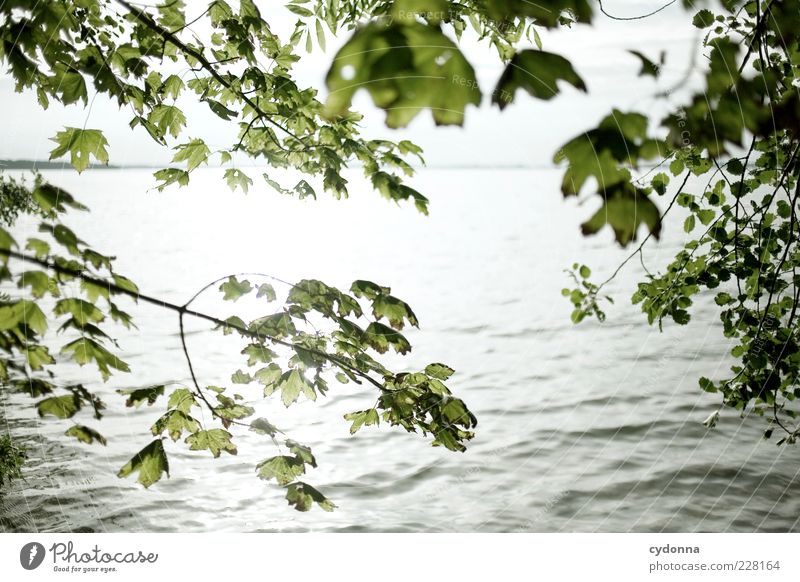 Erleuchtet Ferien & Urlaub & Reisen Umwelt Natur Landschaft Wasser Sommer Blatt Wellen See Einsamkeit einzigartig schön Farbfoto Außenaufnahme Menschenleer