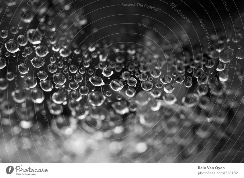 Tropfen Natur Wassertropfen Spinne geheimnisvoll Spinnennetz Tau Schwarzweißfoto Außenaufnahme Detailaufnahme Makroaufnahme abstrakt Muster Menschenleer Morgen