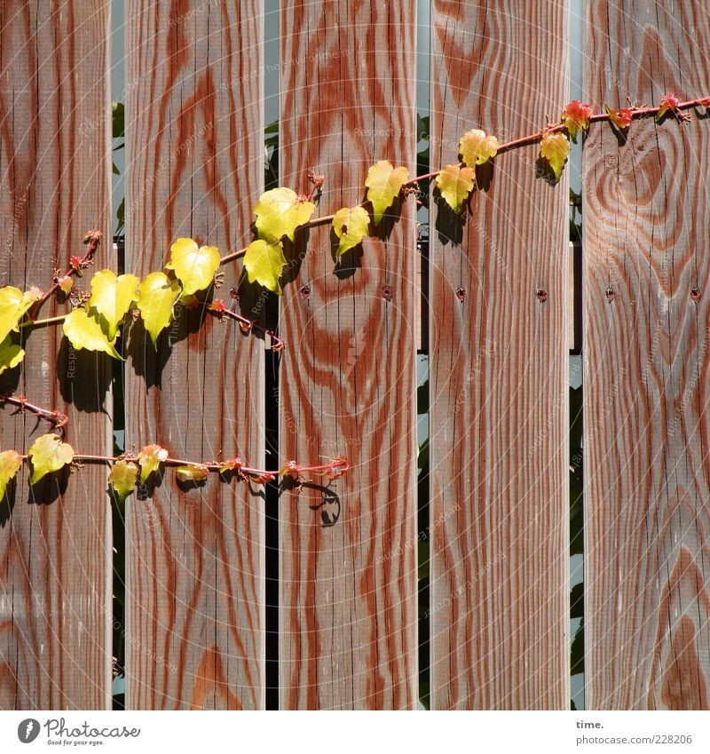 Carport Deko Leben Sonne Umwelt Natur Pflanze Blatt Holz Wachstum heiß trocken gelb Wein Kletterpflanzen Ranke Holzwand Holzzaun Zaun Holzbrett Naturwuchs