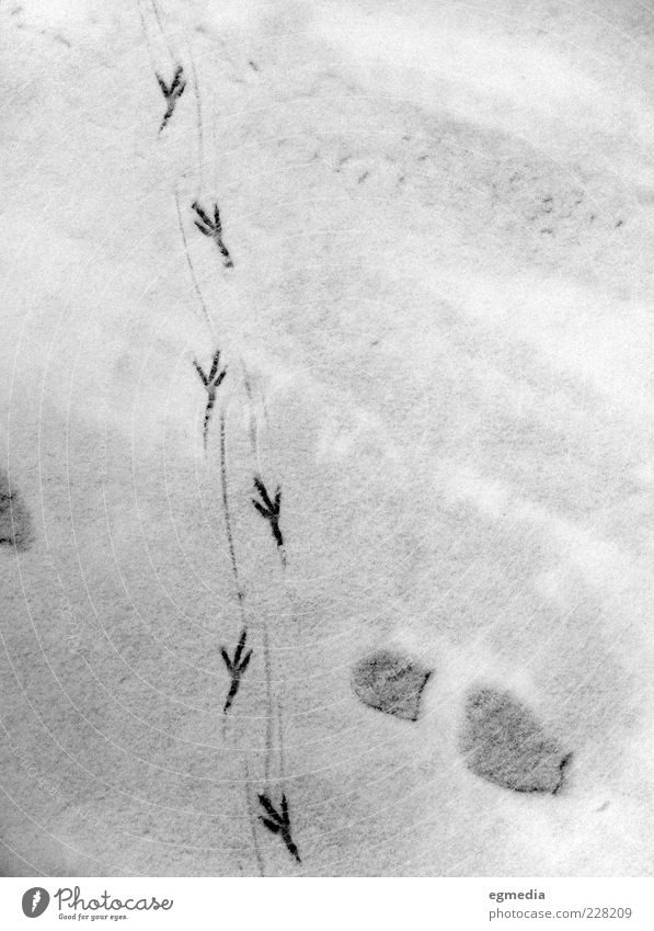 birds crossing Winter Schnee Fährte Fußspur ästhetisch authentisch kalt schwarz weiß Schwarzweißfoto Außenaufnahme Menschenleer Dämmerung Kontrast