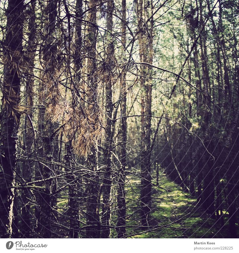 zum beispiel letztes jahr im sommer Umwelt Natur Pflanze Wald Erholung Moos Baum Nadelwald Farbfoto Außenaufnahme Polaroid Menschenleer Licht Sonnenlicht