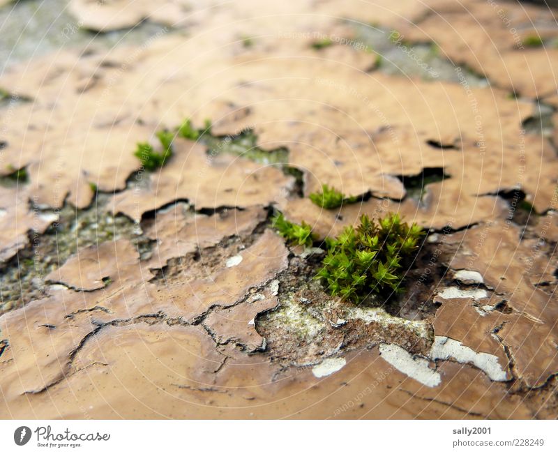 Nature is coming back... Pflanze Moos Mauer Wand Wachstum alt natürlich trashig grün Kraft Leben Überleben Umwelt Verfall Vergänglichkeit Wandel & Veränderung