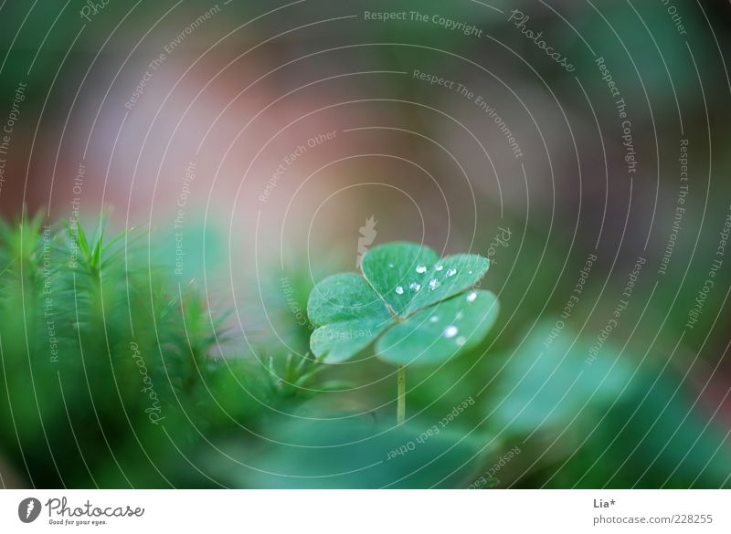 Im Märchenwald Umwelt Natur Pflanze Kleeblatt Wachstum authentisch fantastisch grün Glück achtsam ruhig Hoffnung Glücksbringer Farbfoto Außenaufnahme
