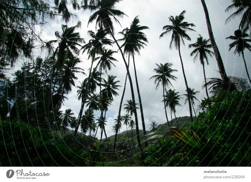 Seychellen Palmenblick Ferien & Urlaub & Reisen Pflanze Himmel Wolken Sommer Schönes Wetter exotisch Oase Erholung schön Farbfoto Außenaufnahme Menschenleer Tag