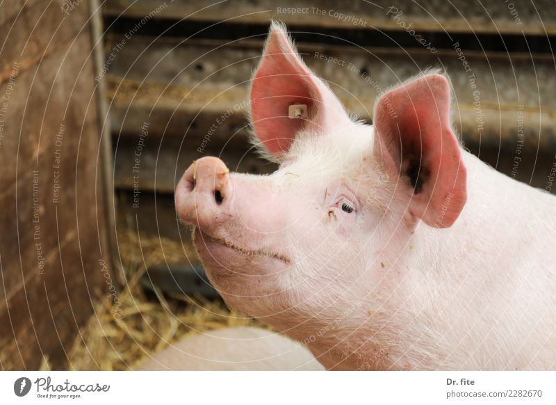 Schwein gehabt Fleisch Tier Nutztier Tiergesicht 1 Glück Farbfoto Tierporträt