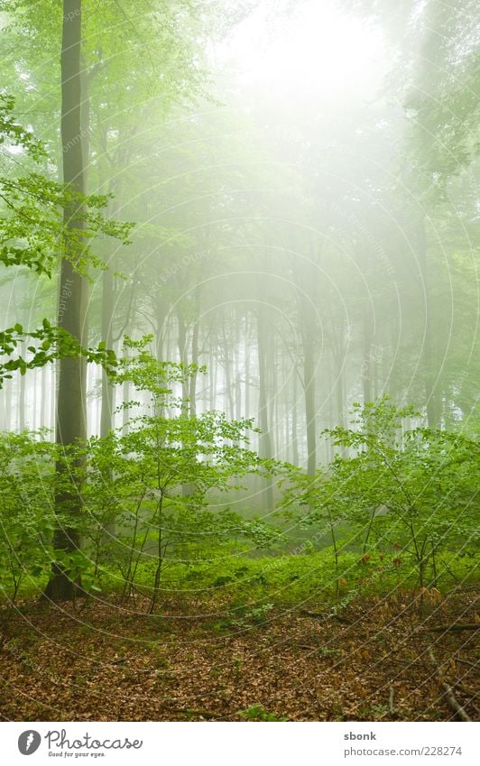 waldwald Umwelt Natur Landschaft Pflanze Sommer Nebel Baum Sträucher Urwald grün Wald Morgen Menschenleer Gegenlicht Loch Lichterscheinung Nebelwald
