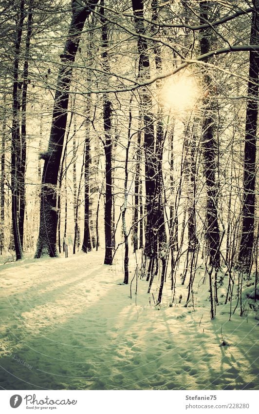 Funkelnd Natur Landschaft Pflanze Urelemente Erde Sonne Sonnenlicht Winter Schönes Wetter Eis Frost Schnee Baum Park Wald atmen Denken frieren Coolness einfach