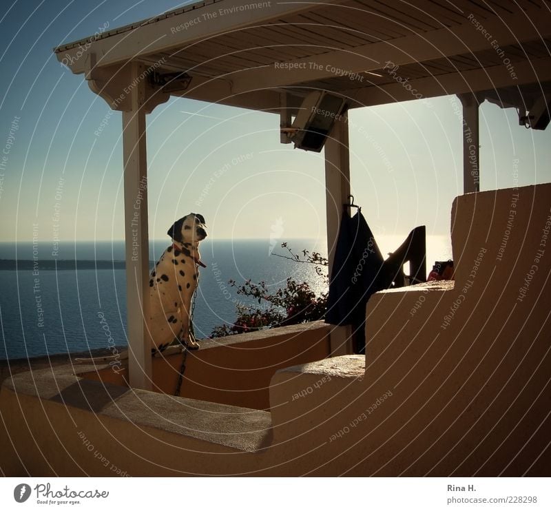 Ein Hund namens Beethoven Ferien & Urlaub & Reisen Tourismus Sommer Meer Santorin Griechenland Haustier 1 Tier sitzen warten Dalmatiner Terrasse Farbfoto