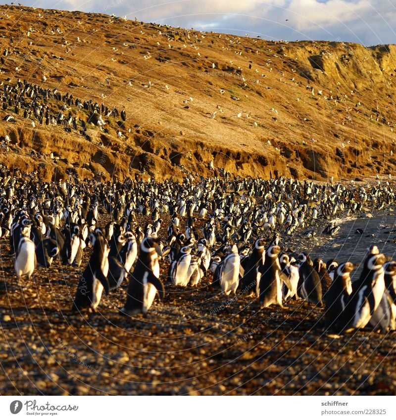 Gruppenkuscheln Tier Wildtier Tiergruppe Herde Rudel niedlich viele Pinguin überbevölkert unzählig Vogel brütend Außenaufnahme Abend Sonnenlicht Strand