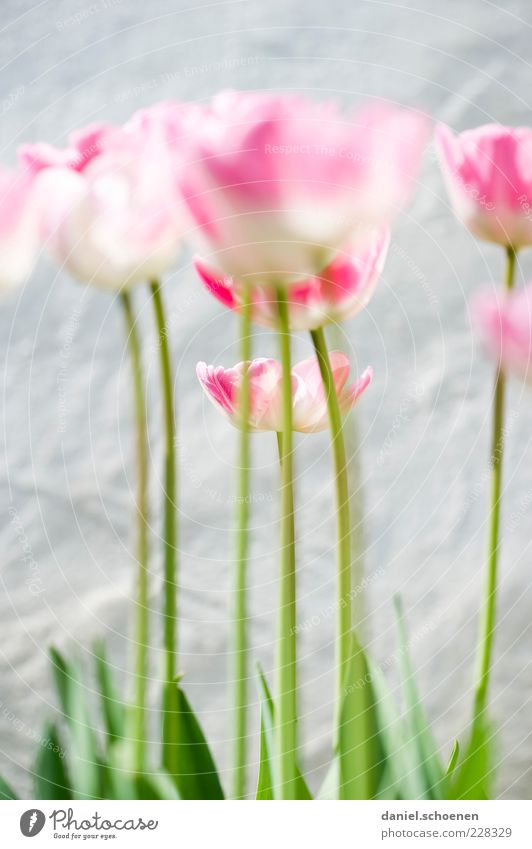 doch, die hinterste Tulpe ist scharf !! Natur Pflanze Frühling Blume Blatt Blüte hell grün rosa weiß Tulpenblüte Detailaufnahme Makroaufnahme