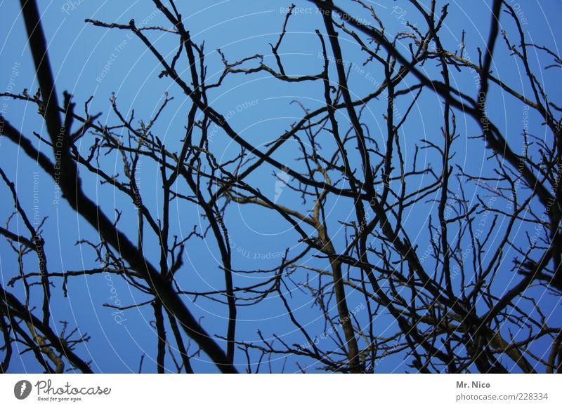 Astrein Umwelt Wachstum Geäst Zweige u. Äste blau Silhouette Holz Winter durcheinander Natur Netzwerk laublos Menschenleer