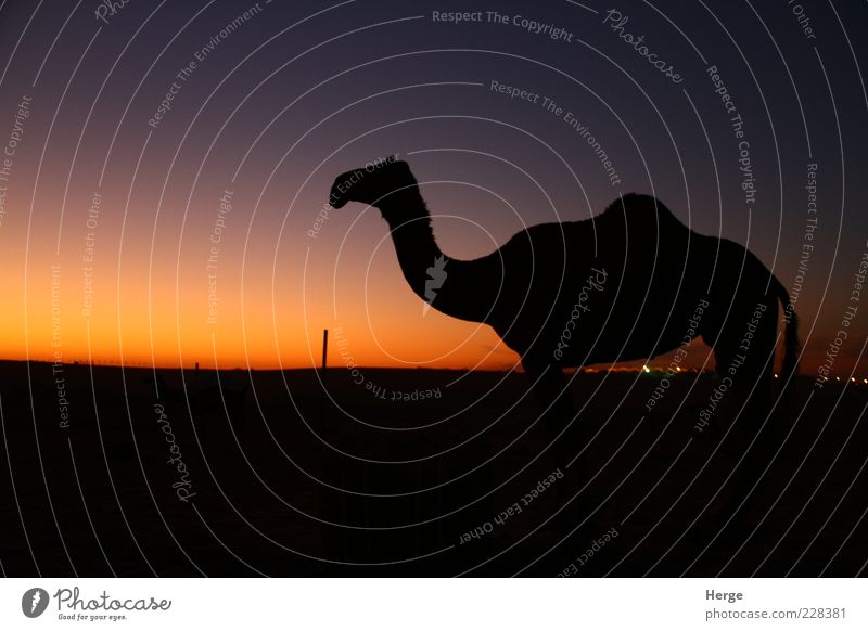 Sonnenuntergang Kamel Tier 1 ästhetisch Tierliebe Verachtung Ferien & Urlaub & Reisen Farbfoto Abend