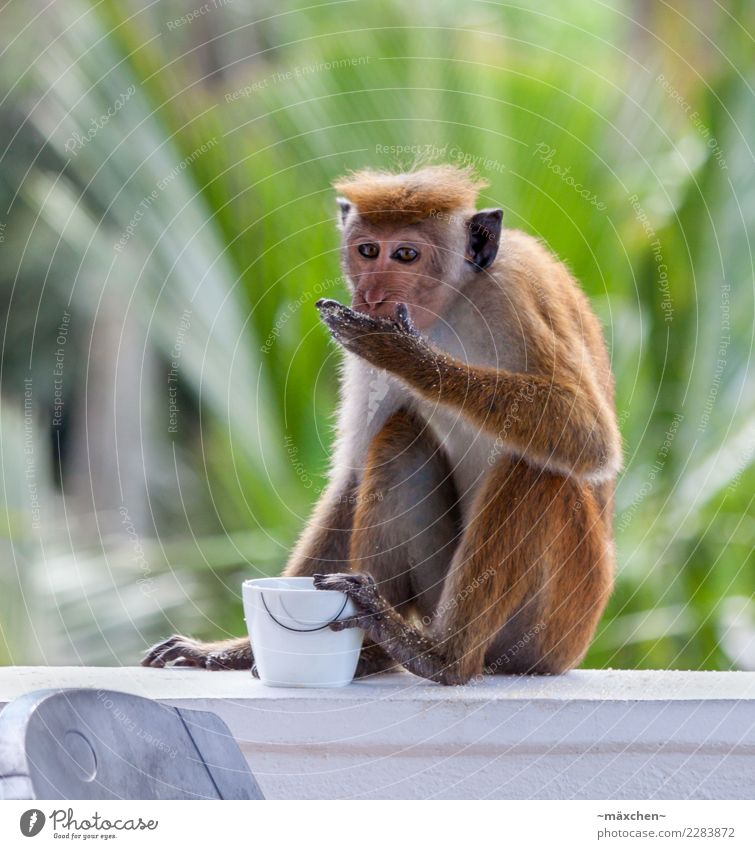 Naschaffe Natur Haare & Frisuren kurzhaarig Affen Zucker Sri Lanka Süßwaren entwenden 1 Tier Essen genießen sitzen grün Appetit & Hunger Abenteuer lecker Palme