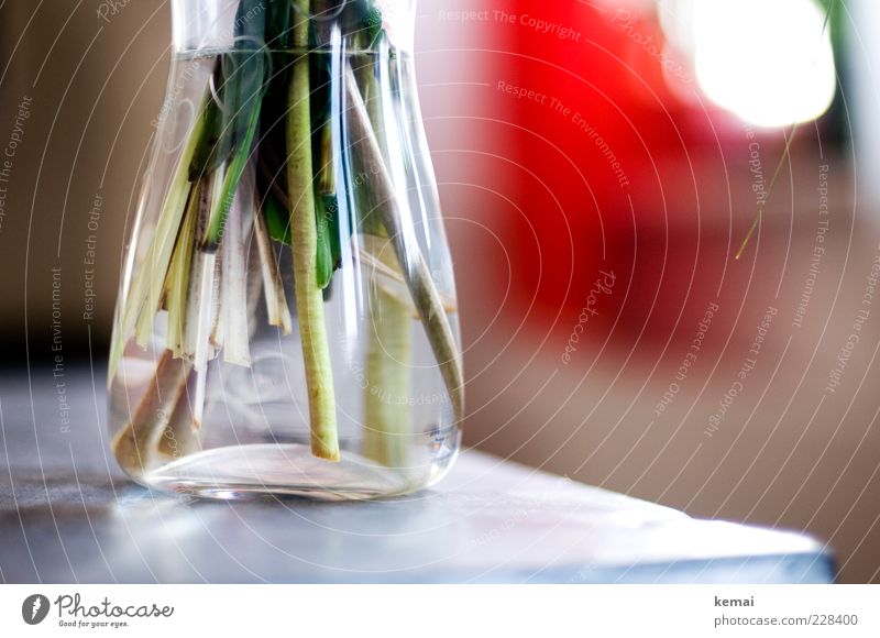 Glasvase Wohnung Dekoration & Verzierung Vase Blumenvase Behälter u. Gefäße Pflanze Grünpflanze Stengel stehen Wachstum hell nass grün durchsichtig Blumenstrauß