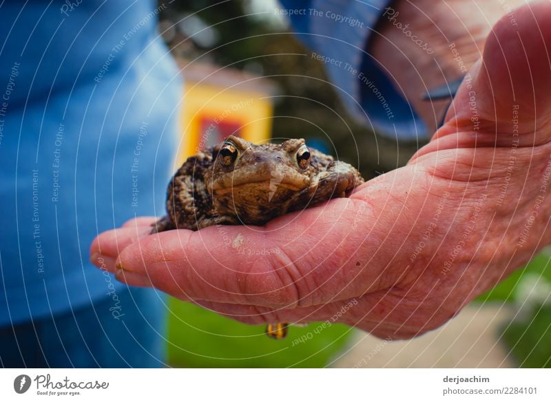 Getragen wird eine kleine Kröte auf der Hand- Freude harmonisch Sommer 1 Mensch Schönes Wetter Garten Bayern Deutschland Tier Frosch gehen laufen Blick