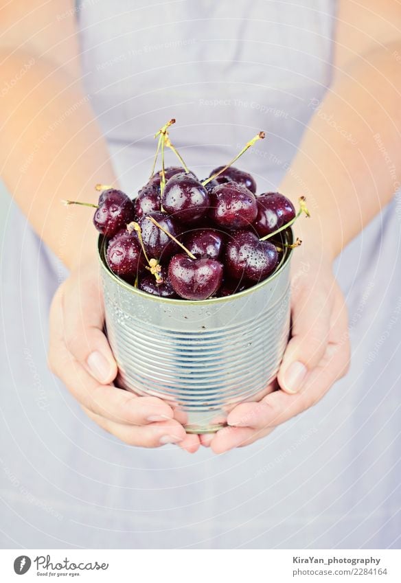 Die Hände der Frau halten metallisches Glas mit den frischen und reifen Kirschen Frucht Dessert Vegetarische Ernährung Gesunde Ernährung Sommer Garten