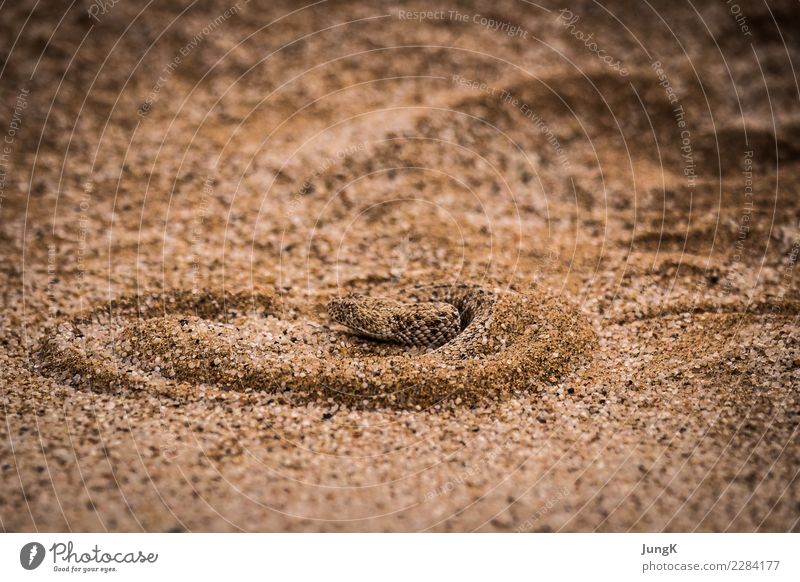 Rückzug exotisch Freizeit & Hobby Ferien & Urlaub & Reisen Abenteuer Expedition Natur Sand Wüste Wildtier Schlange 1 Tier Zeichen Geschwindigkeit Tierliebe klug