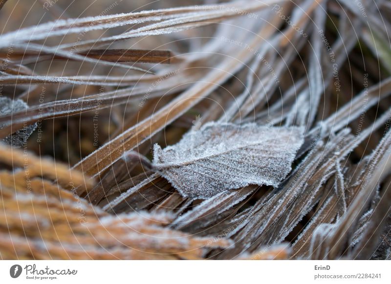 Einzelnes Frost bedeckte Blatt sitzt in den Gräsern Design schön harmonisch ruhig Ferien & Urlaub & Reisen Abenteuer Sonne Winter Natur Landschaft Pflanze