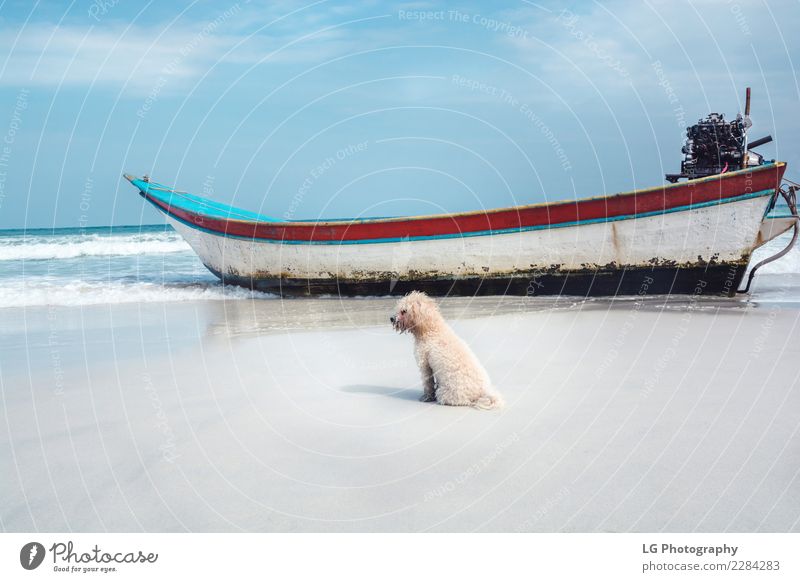 Beach Doggy mit Boot exotisch schön Ferien & Urlaub & Reisen Tourismus Sommer Strand Meer Insel Dekoration & Verzierung Natur Landschaft Sand Küste Verkehr