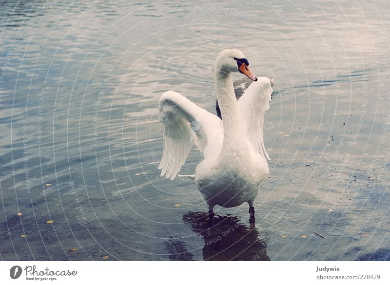 Majestätisch elegant schön Freiheit Umwelt Natur Wasser Winter Teich See Tier Vogel Flügel Feder Schwan ästhetisch blau weiß Gefühle Kraft Tatkraft Leidenschaft