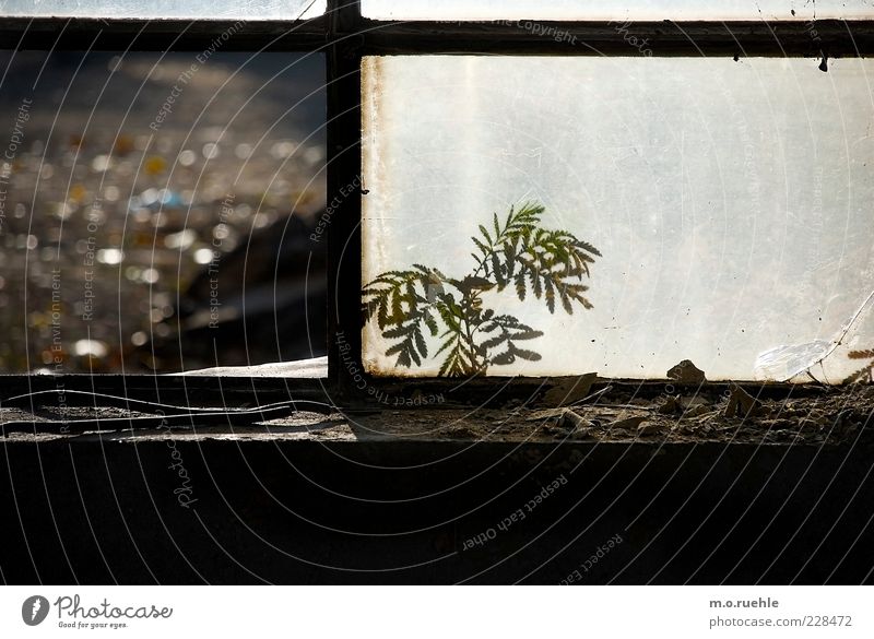 draußen vor dem fenster Pflanze Farn Grünpflanze Industrieanlage Fabrik Fenster Holz Glas ästhetisch schön kaputt niedlich Kraft unschuldig zerbrechlich Verfall