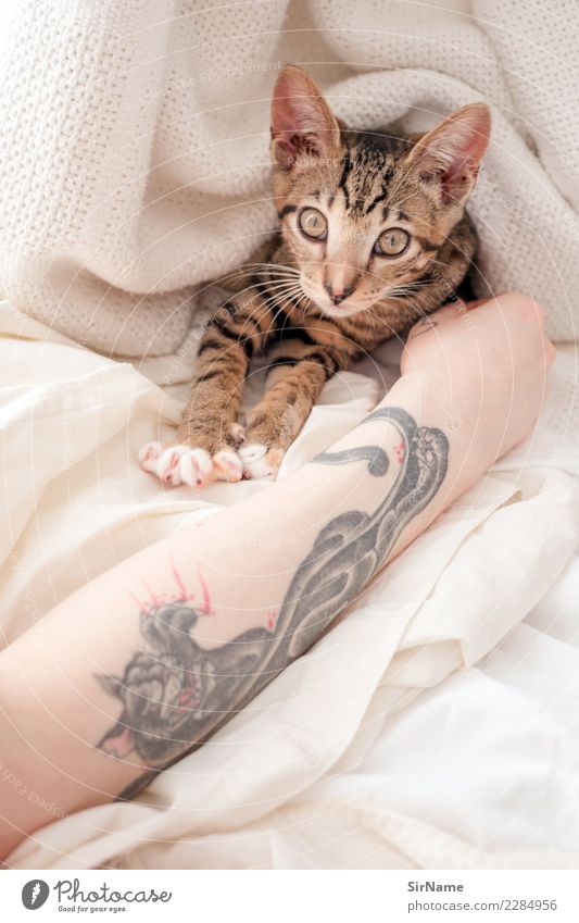 413 [two cats] Haut Häusliches Leben Junge Frau Jugendliche Erwachsene Arme Subkultur Tattoo Katze Pfote Tier beobachten berühren liegen Spielen streichen