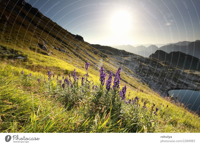 Morgen Sonnenschein über lila Alpenblumen in Bergen Sommer Berge u. Gebirge Landschaft Pflanze Wasser Himmel Sonnenaufgang Sonnenuntergang Schönes Wetter Blume