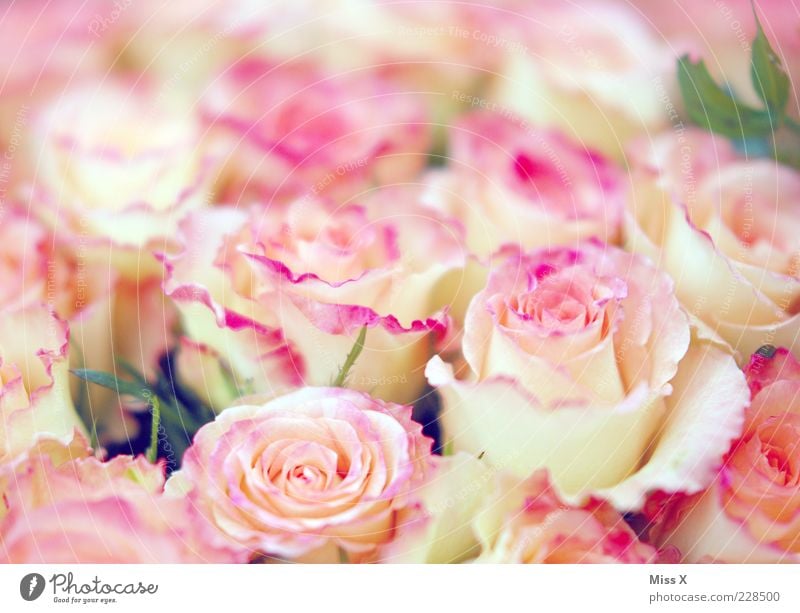 Mädchenfoto deluxe Frühling Blume Rose Blüte Blühend Duft Kitsch Rosenblätter Rosenblüte rosa zart sanft Blumenstrauß Farbfoto mehrfarbig Nahaufnahme Muster