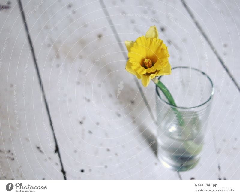 ...kann ich mich nur freuen harmonisch Wohlgefühl Duft Frühling Pflanze Blume Blüte Narzissen Gelbe Narzisse Glas Blühend ästhetisch gelb schön einzigartig