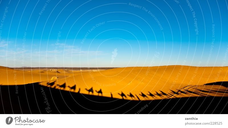 Karawane Umwelt Landschaft Sand Himmel Horizont Klima Schönes Wetter Wärme Dürre Wüste Sahara Abenteuer Bewegung entdecken erleben Ferien & Urlaub & Reisen