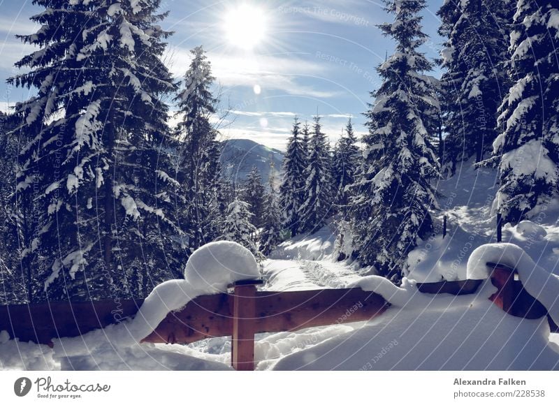Schnee mit Sonne III. Umwelt Natur Landschaft Pflanze Himmel Sonnenlicht Winter Klima Wetter Schönes Wetter Tanne Nadelbaum Wald Alpen Berge u. Gebirge kalt